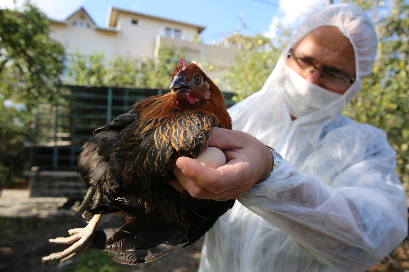 Kocaelili çiftçi, Büyükşehir’den 20 bin tavuk aldı
