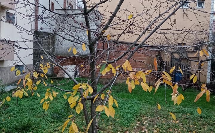 Kiraz ağacı Aralık ayında tomurcuk patlattı-HAVALAR İYİCE ŞAŞIRTIYOR!