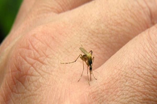 Sivrisinek ısırığı alerjisi ve korunma önlemleri