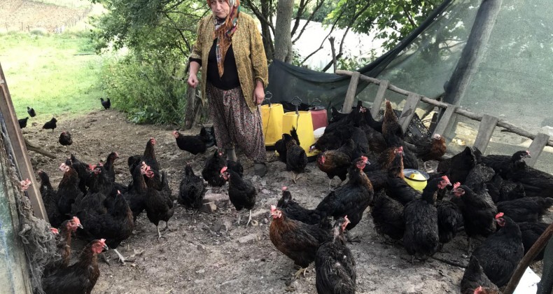 Büyükşehir’in yüzde 50 hibeli tavuk desteği çiftçilerin yüzünü güldürüyor