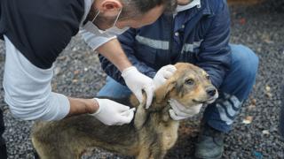 Çayırova’da sokak hayvanlarına aşı