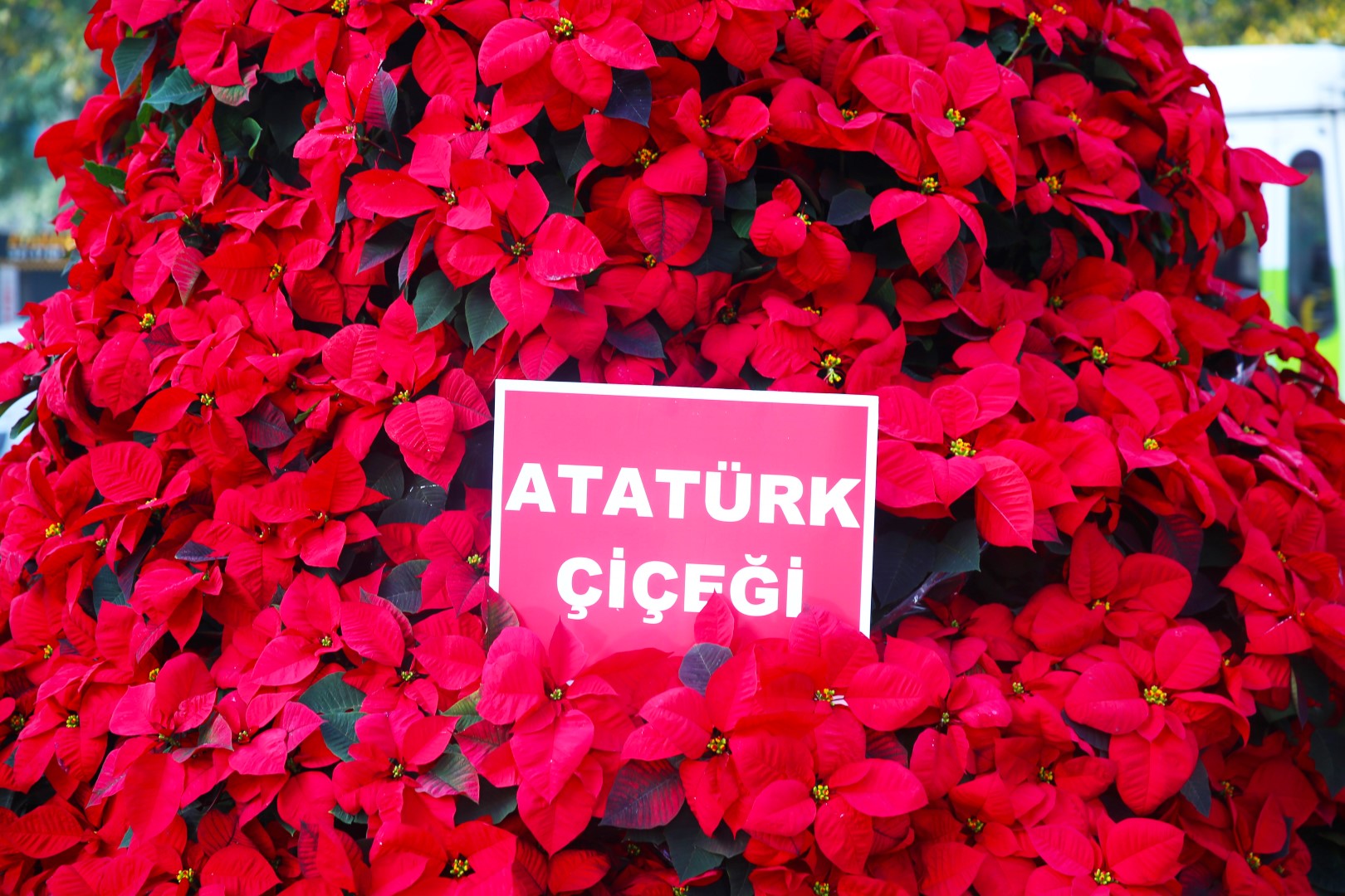 Kocaeli Büyükşehir’den 84. yılda 1084 Atatürk çiçeği